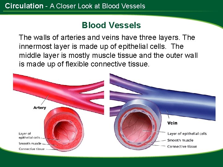 Circulation - A Closer Look at Blood Vessels The walls of arteries and veins