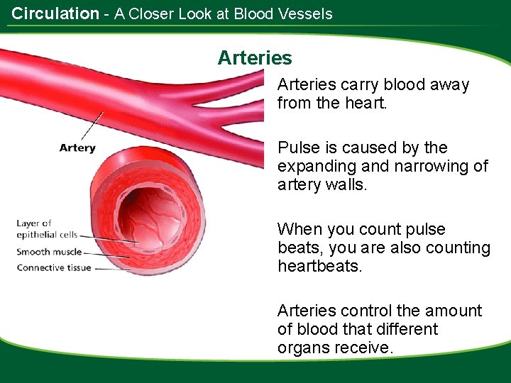 Circulation - A Closer Look at Blood Vessels Arteries carry blood away from the