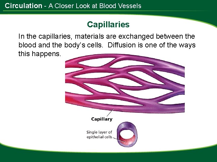 Circulation - A Closer Look at Blood Vessels Capillaries In the capillaries, materials are