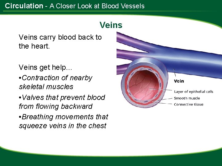 Circulation - A Closer Look at Blood Vessels Veins carry blood back to the