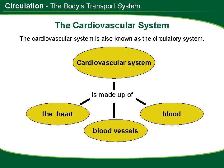 Circulation - The Body’s Transport System The Cardiovascular System The cardiovascular system is also