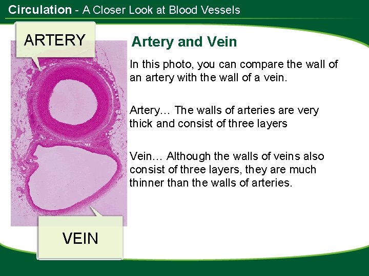 Circulation - A Closer Look at Blood Vessels ARTERY Artery and Vein In this