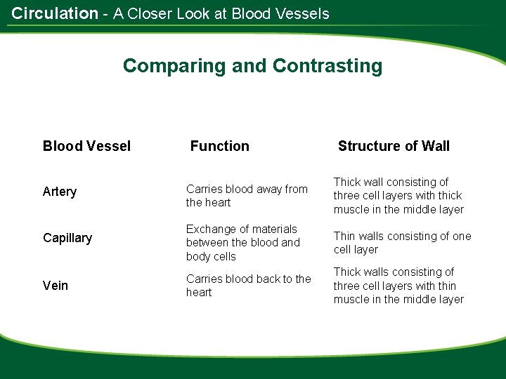 Circulation - A Closer Look at Blood Vessels Comparing and Contrasting Blood Vessel Function