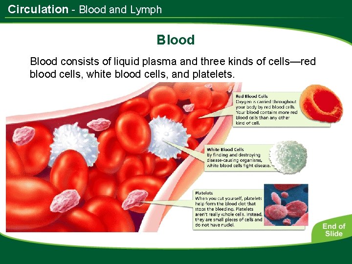 Circulation - Blood and Lymph Blood consists of liquid plasma and three kinds of