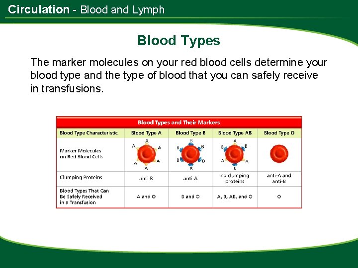 Circulation - Blood and Lymph Blood Types The marker molecules on your red blood