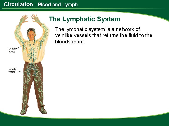 Circulation - Blood and Lymph The Lymphatic System The lymphatic system is a network