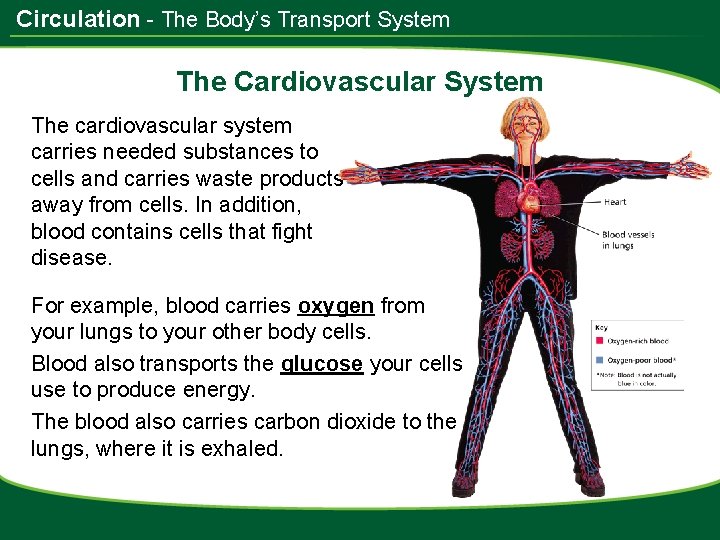 Circulation - The Body’s Transport System The Cardiovascular System The cardiovascular system carries needed