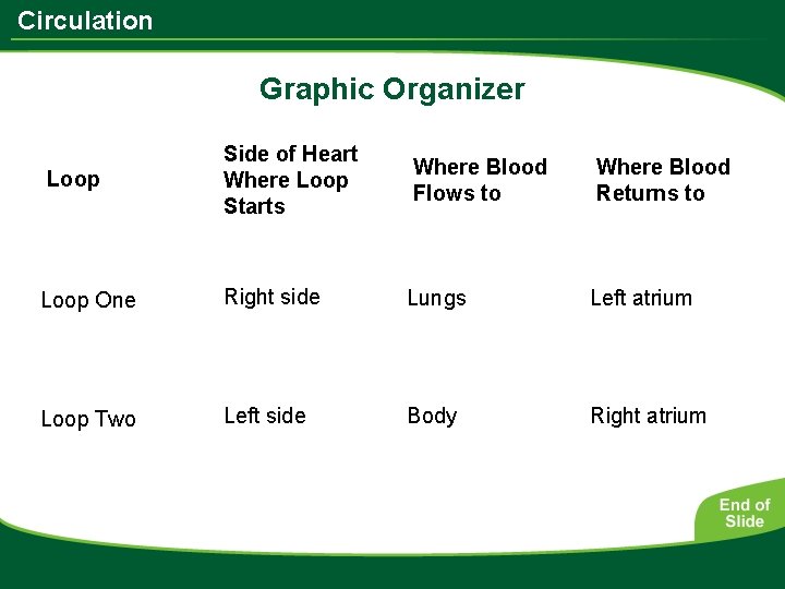 Circulation Graphic Organizer Loop Side of Heart Where Loop Starts Where Blood Flows to