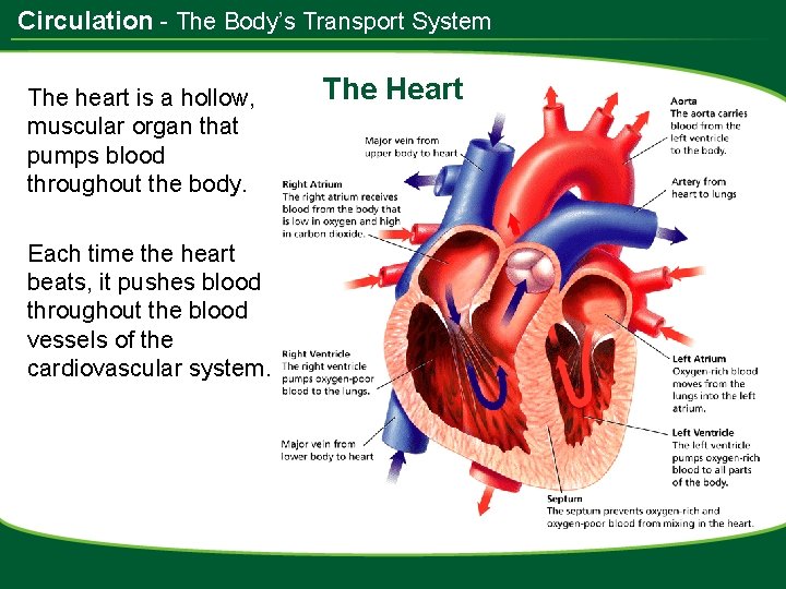 Circulation - The Body’s Transport System The heart is a hollow, muscular organ that