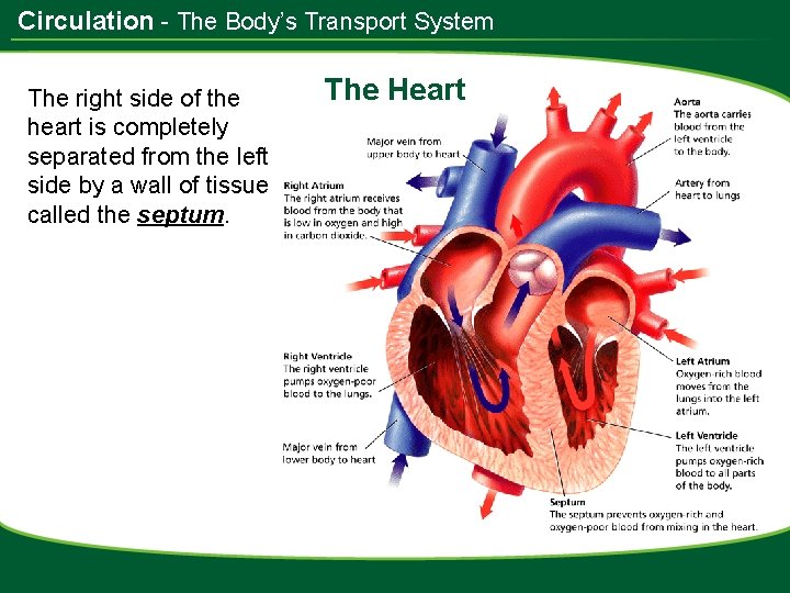 Circulation - The Body’s Transport System The right side of the heart is completely