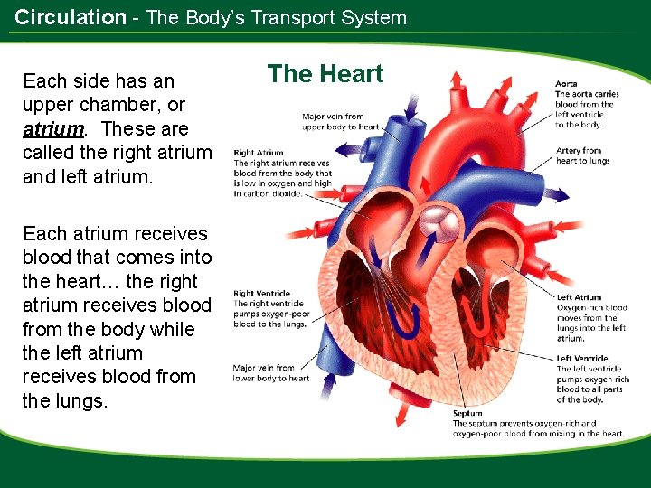 Circulation - The Body’s Transport System Each side has an upper chamber, or atrium.