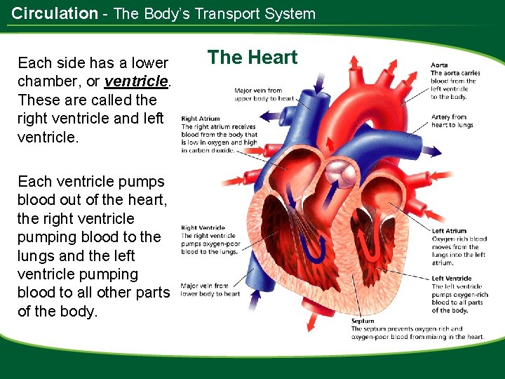 Circulation - The Body’s Transport System Each side has a lower chamber, or ventricle.