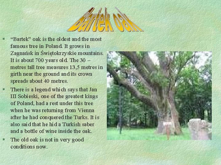 § “Bartek” oak is the oldest and the most famous tree in Poland. It