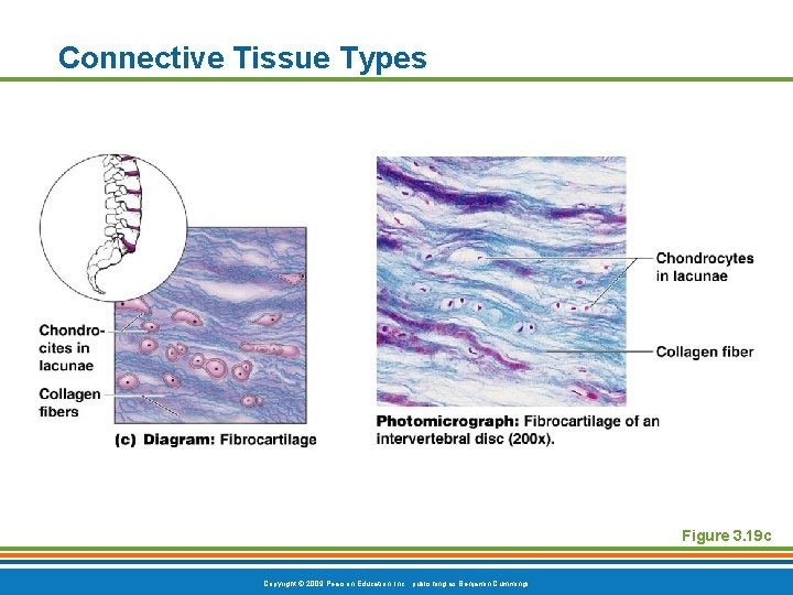 Connective Tissue Types Figure 3. 19 c Copyright © 2009 Pearson Education, Inc. ,