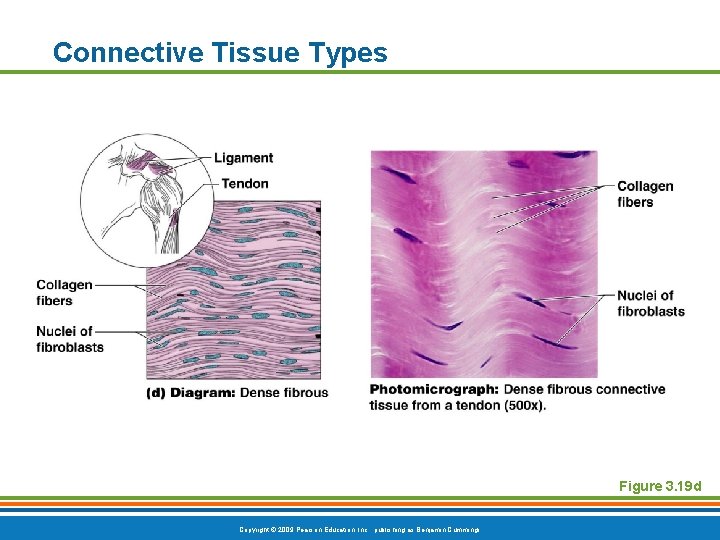 Connective Tissue Types Figure 3. 19 d Copyright © 2009 Pearson Education, Inc. ,