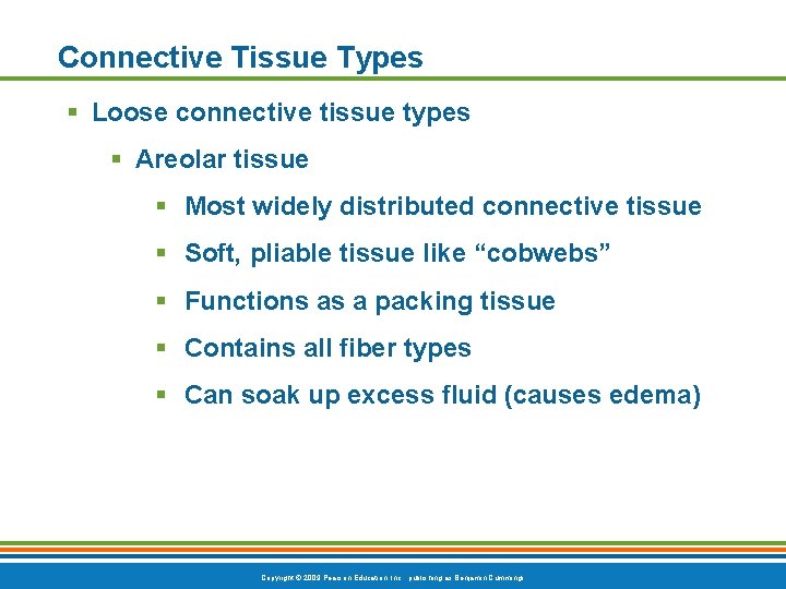 Connective Tissue Types § Loose connective tissue types § Areolar tissue § Most widely