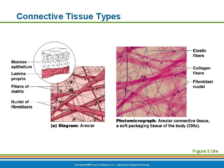 Connective Tissue Types Figure 3. 19 e Copyright © 2009 Pearson Education, Inc. ,