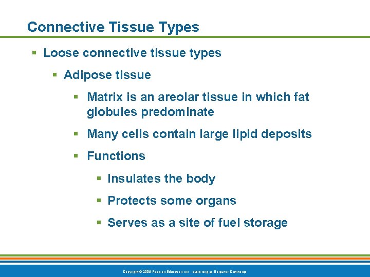 Connective Tissue Types § Loose connective tissue types § Adipose tissue § Matrix is