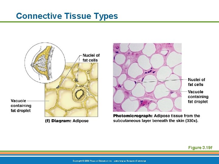 Connective Tissue Types Figure 3. 19 f Copyright © 2009 Pearson Education, Inc. ,