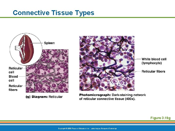 Connective Tissue Types Figure 3. 19 g Copyright © 2009 Pearson Education, Inc. ,