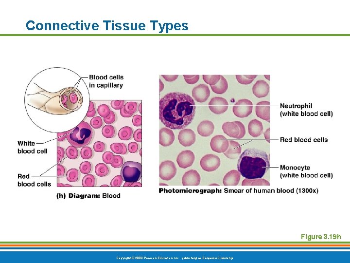 Connective Tissue Types Figure 3. 19 h Copyright © 2009 Pearson Education, Inc. ,