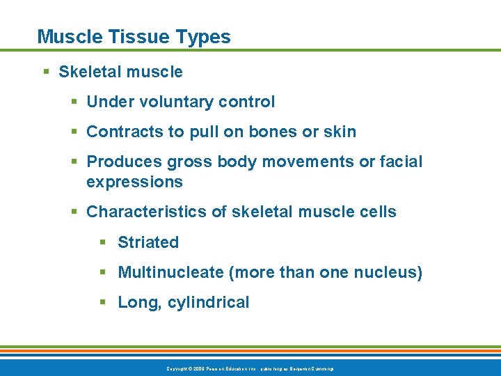 Muscle Tissue Types § Skeletal muscle § Under voluntary control § Contracts to pull