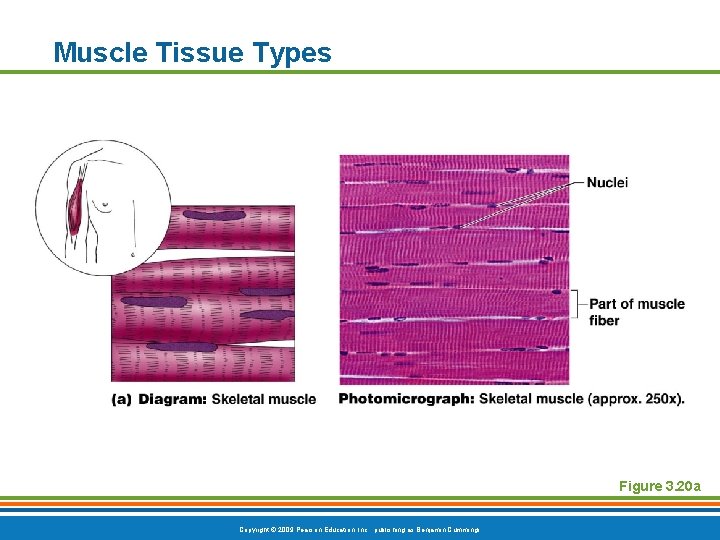 Muscle Tissue Types Figure 3. 20 a Copyright © 2009 Pearson Education, Inc. ,