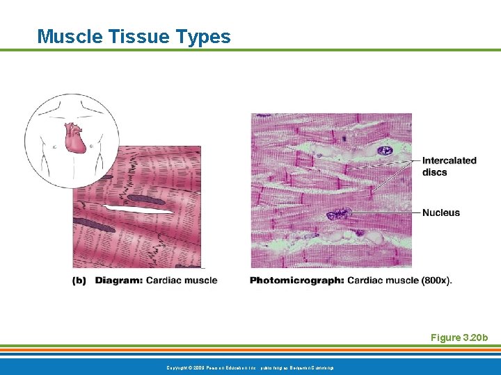 Muscle Tissue Types Figure 3. 20 b Copyright © 2009 Pearson Education, Inc. ,