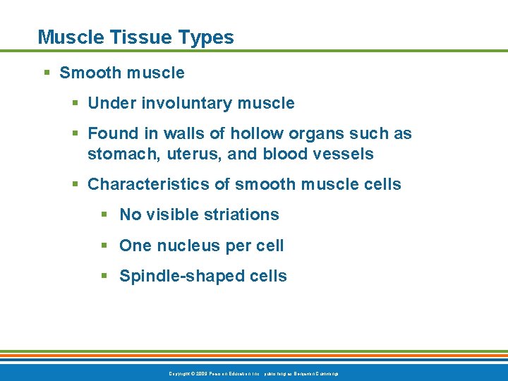 Muscle Tissue Types § Smooth muscle § Under involuntary muscle § Found in walls