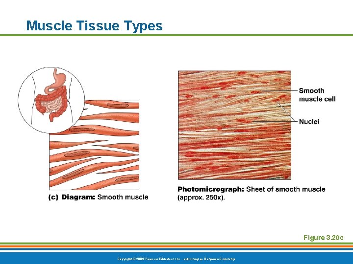 Muscle Tissue Types Figure 3. 20 c Copyright © 2009 Pearson Education, Inc. ,