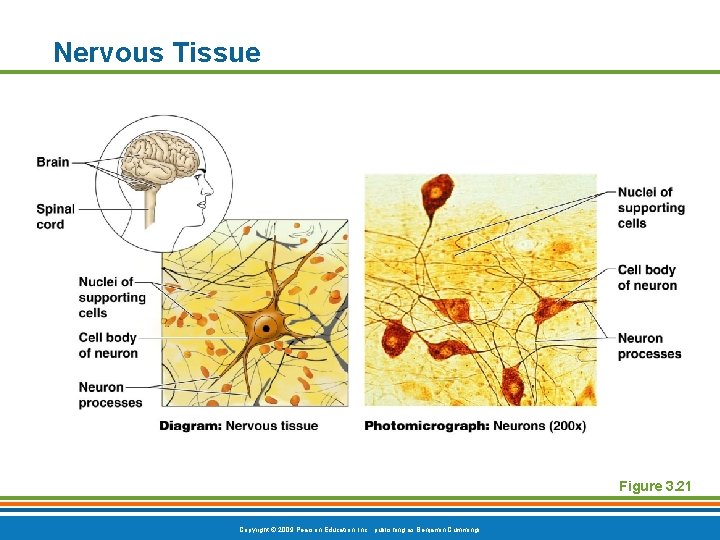 Nervous Tissue Figure 3. 21 Copyright © 2009 Pearson Education, Inc. , publishing as