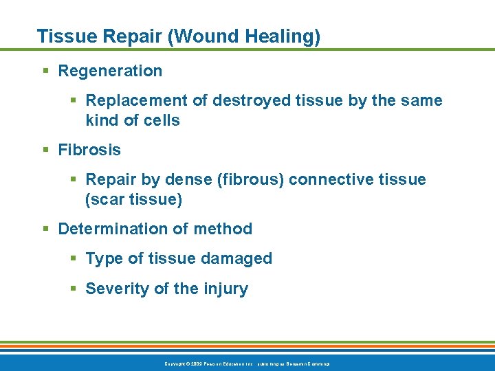 Tissue Repair (Wound Healing) § Regeneration § Replacement of destroyed tissue by the same