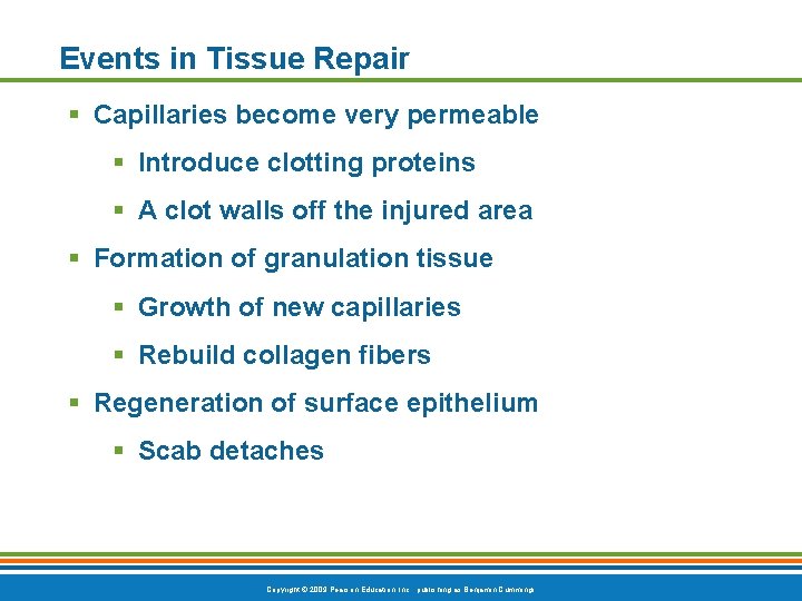 Events in Tissue Repair § Capillaries become very permeable § Introduce clotting proteins §