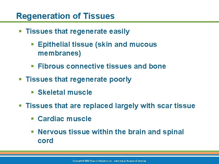 Regeneration of Tissues § Tissues that regenerate easily § Epithelial tissue (skin and mucous