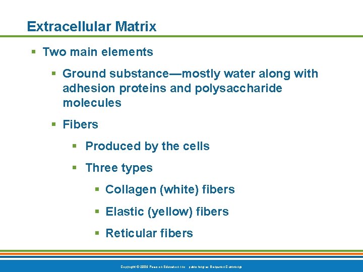 Extracellular Matrix § Two main elements § Ground substance—mostly water along with adhesion proteins