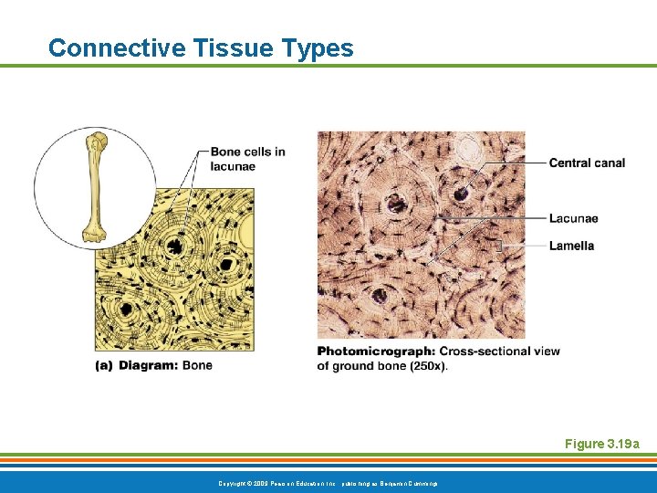 Connective Tissue Types Figure 3. 19 a Copyright © 2009 Pearson Education, Inc. ,