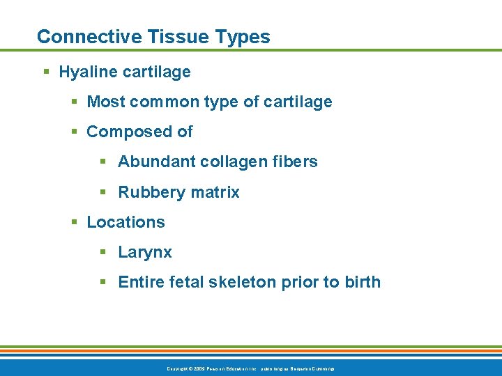 Connective Tissue Types § Hyaline cartilage § Most common type of cartilage § Composed