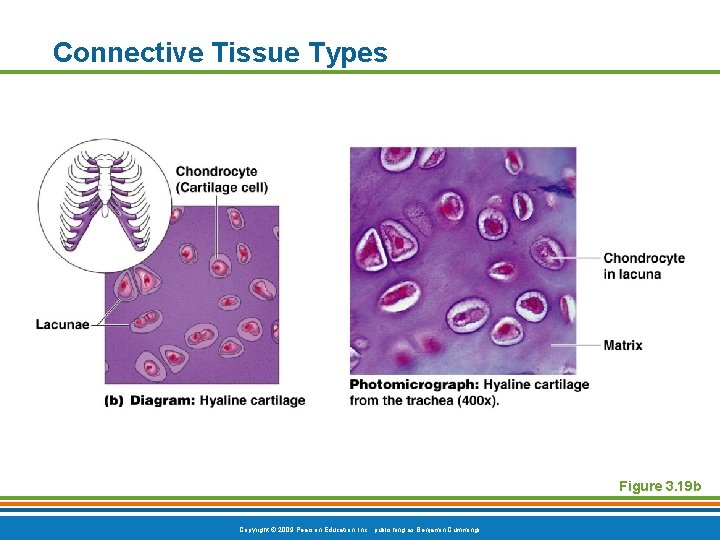 Connective Tissue Types Figure 3. 19 b Copyright © 2009 Pearson Education, Inc. ,
