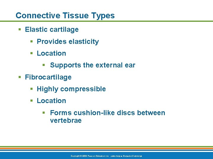 Connective Tissue Types § Elastic cartilage § Provides elasticity § Location § Supports the