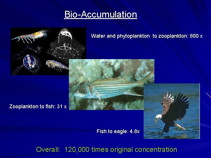 Bio-Accumulation Water and phytoplankton to zooplankton: 800 x Zooplankton to fish: 31 x Fish