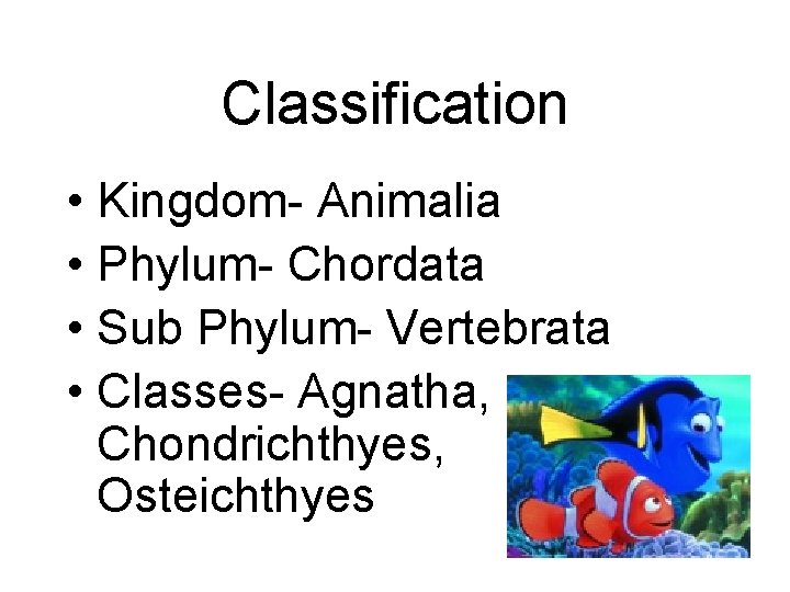 Classification • Kingdom- Animalia • Phylum- Chordata • Sub Phylum- Vertebrata • Classes- Agnatha,