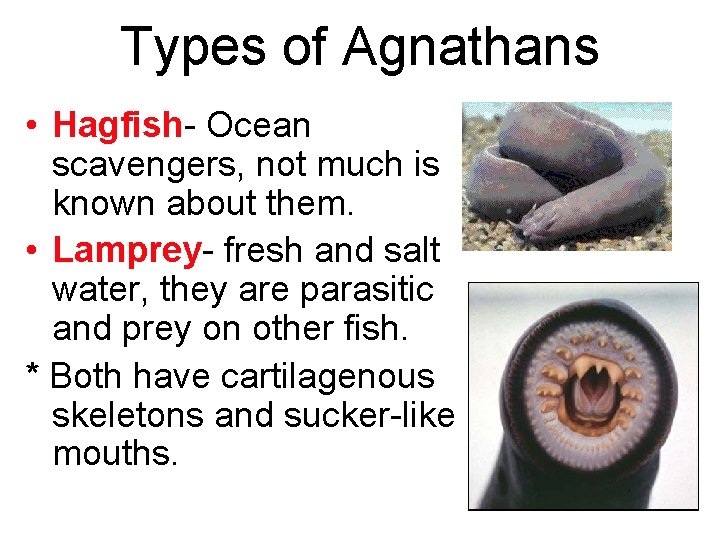 Types of Agnathans • Hagfish- Ocean scavengers, not much is known about them. •
