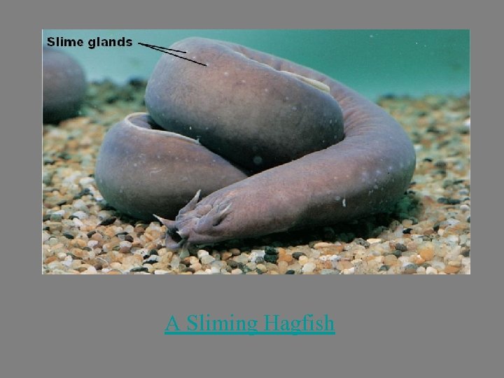 A Sliming Hagfish 