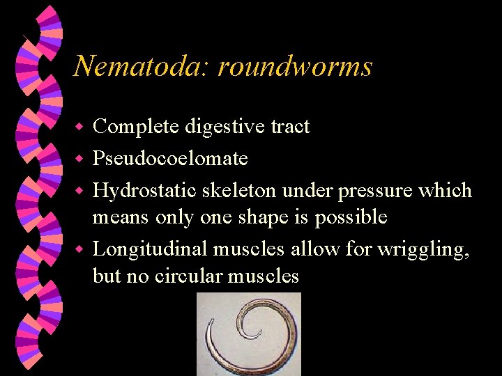 Nematoda: roundworms Complete digestive tract w Pseudocoelomate w Hydrostatic skeleton under pressure which means