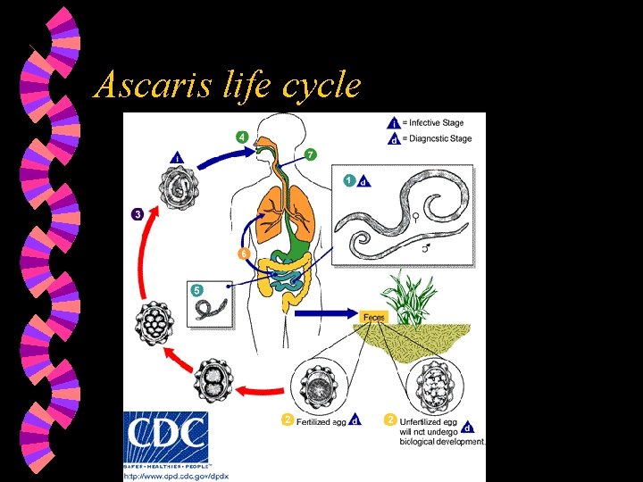 Ascaris life cycle 