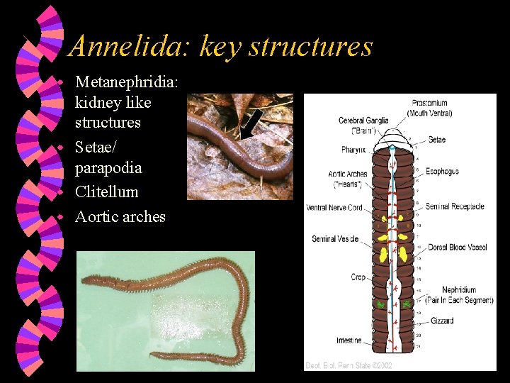 Annelida: key structures Metanephridia: kidney like structures w Setae/ parapodia w Clitellum w Aortic