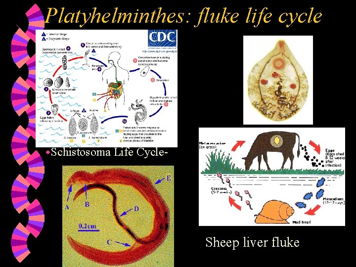 Platyhelminthes: fluke life cycle w. Schistosoma Life Cycle- Sheep liver fluke 