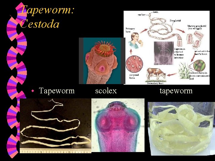 Tapeworm: Cestoda w Tapeworm scolex tapeworm 