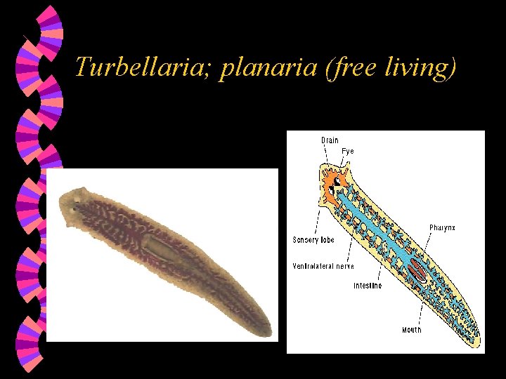Turbellaria; planaria (free living) 