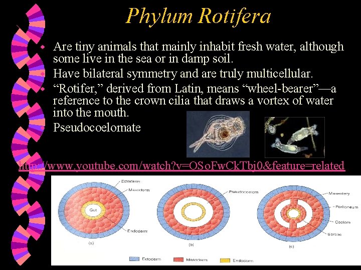 Phylum Rotifera Are tiny animals that mainly inhabit fresh water, although some live in